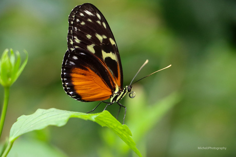Vlinder op de uitkijk