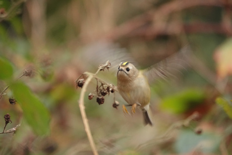 Wat zijn ze toch snel!