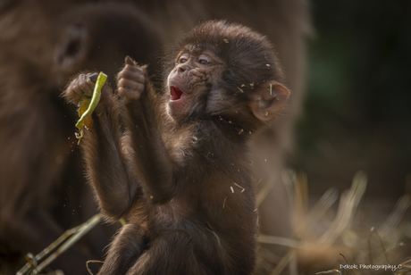 Gelada jong .