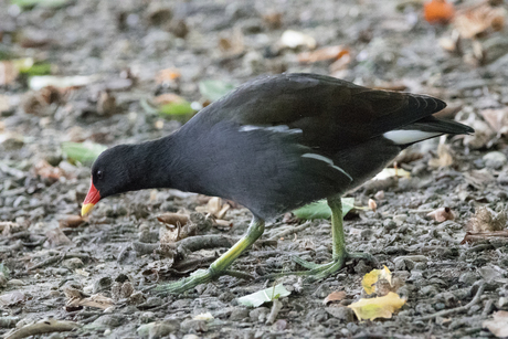 watervogel