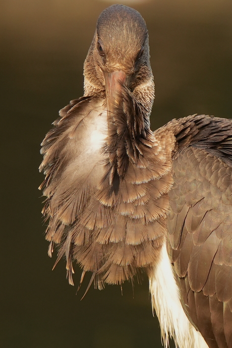 Juveniele zwarte ooievaar