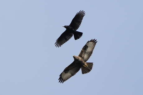 Buizerd en kraai hebben het met elkaar aan de stok