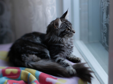 Maine Coon