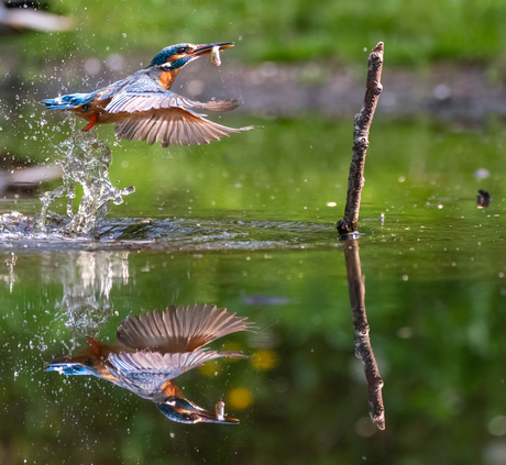 ijsvogels