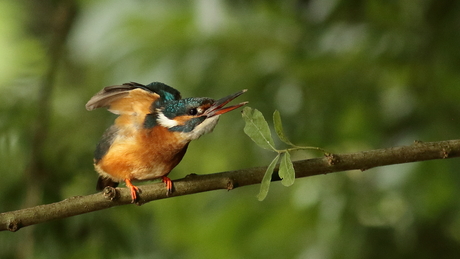 De ijsvogel