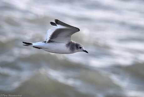 Gull Speed