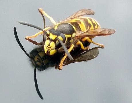 Duitse wesp 