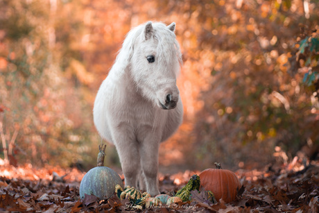 Herfst met een halloweentwist