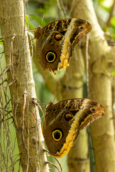 Caligo vlinders