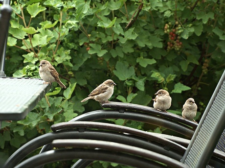 huismusjes juvenile