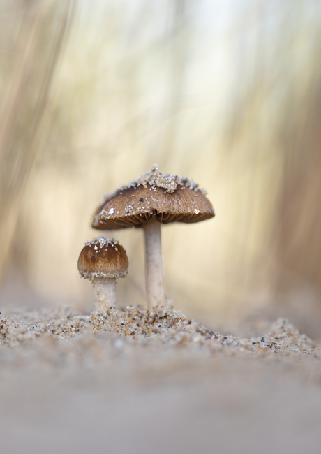 Autumn arrives at the beach II