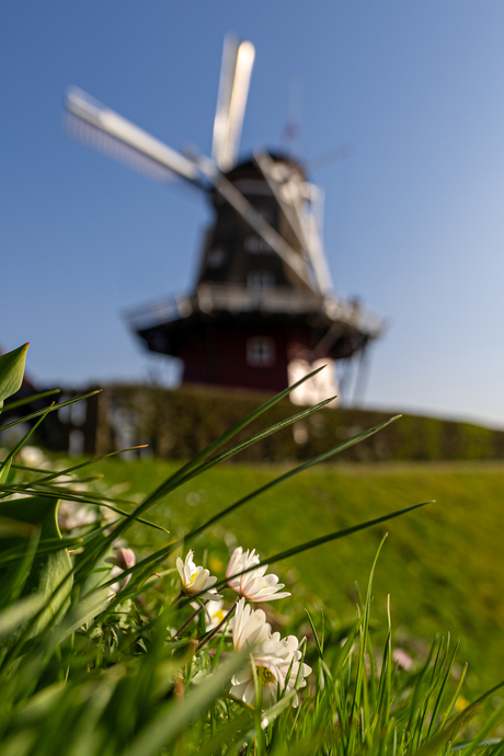 Hollandse lente