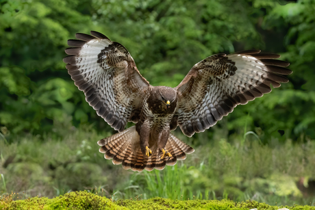 vliegende buizerd