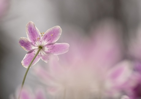 Bosanemoon met een rustig roze achtergrond
