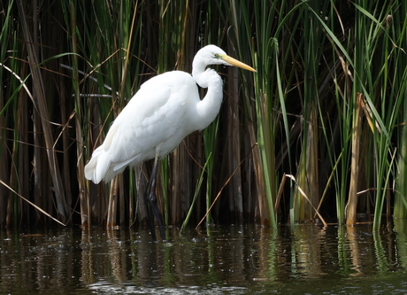 grote zilverreiger