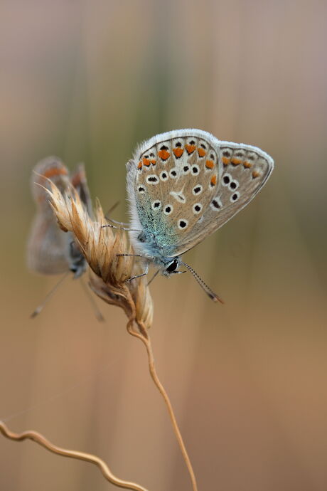 twee blauwtjes