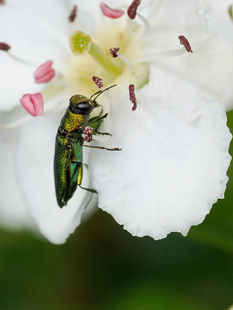 Blinkende Prachtkever