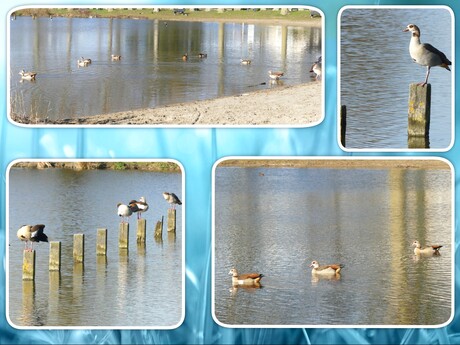 Collage  Wollebrand Surfplas   WAS dag   groep Nijlganzen op do 19 mrt  2026  