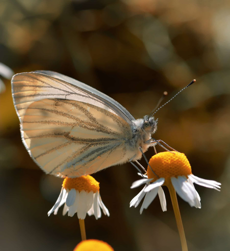 Witte vlinder