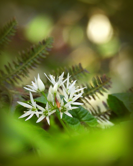 Wilde knoflook