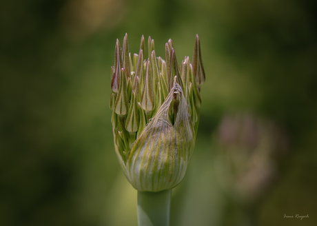 Uienbloem