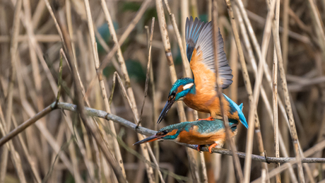 ijsvogel