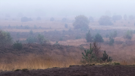 Veluwe