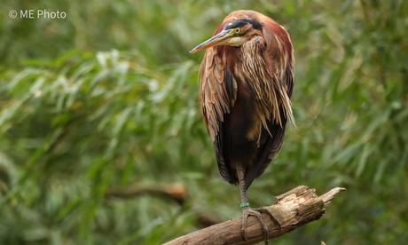 Purperreiger