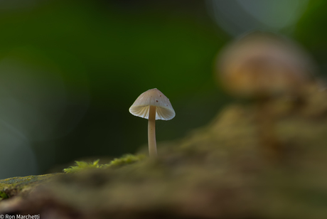 Paddenstoelen en nog eens paddenstoelen ,ze schieten uit de grond en zijn een dankbaar foto object.