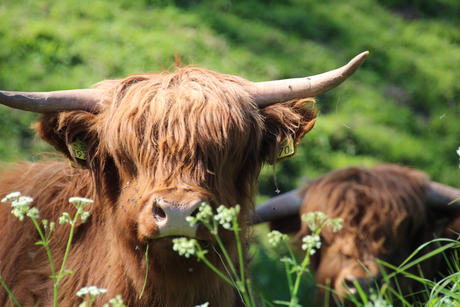 Schotse hooglander