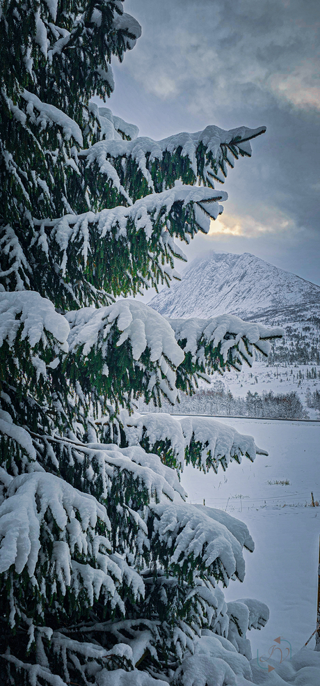 A winter tree 