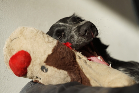 Noa onze grote munsterlander pup. 