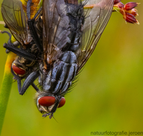 Flies  stuck  together.
