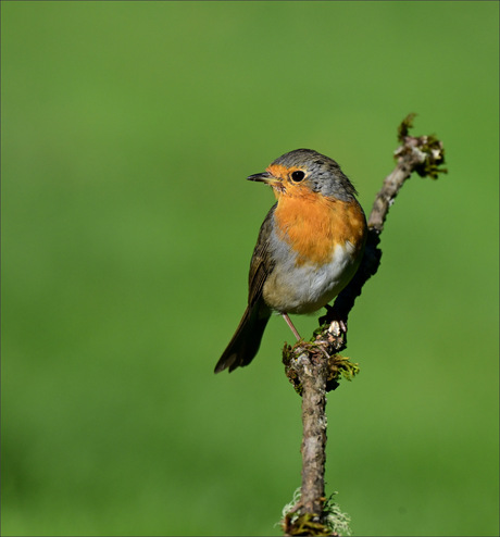 Robin