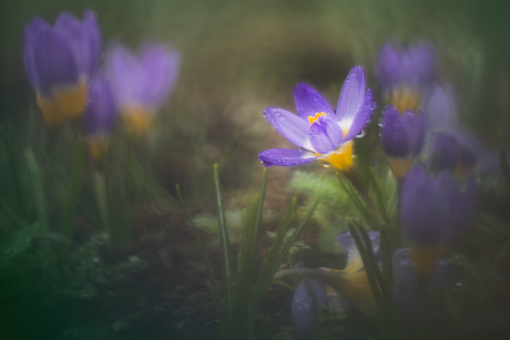 Een beetje speciaal.