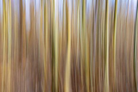 Bomen ICM .