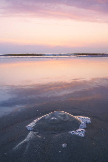 Strandbeeld met kwal