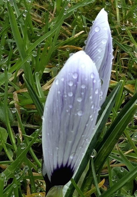 De familie condens druppels 