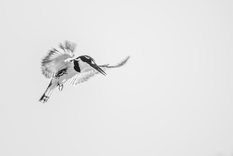 Klaar voor de duik..