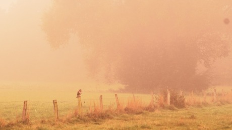 Buizerd in de mist