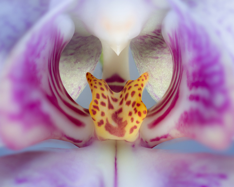 Orchidee