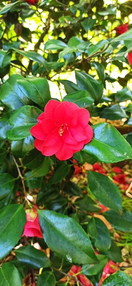 Bloem