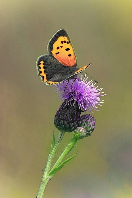 Kleine vuurvlinder