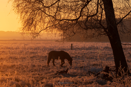 Sunrise shine