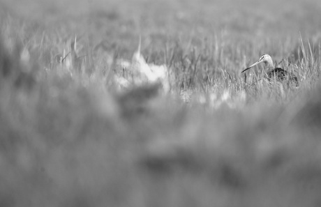 Watchin' in Black 'n White
