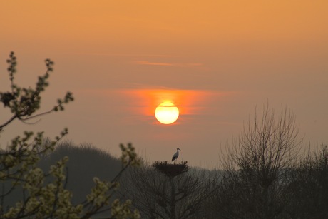 Ooievaar op nest met zandhemel 