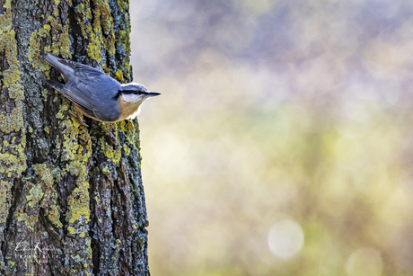 Boomklever2 en Bokeh