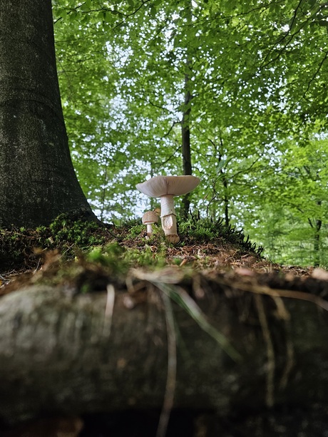 Paddestoel op boomwortel