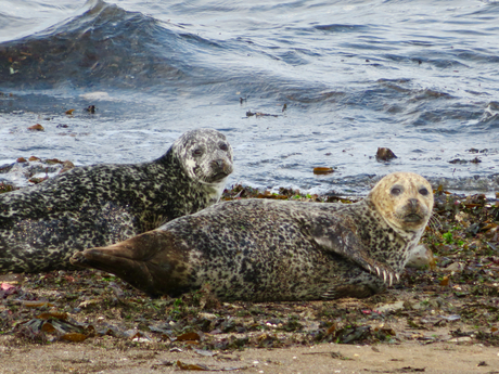 Zeehonden