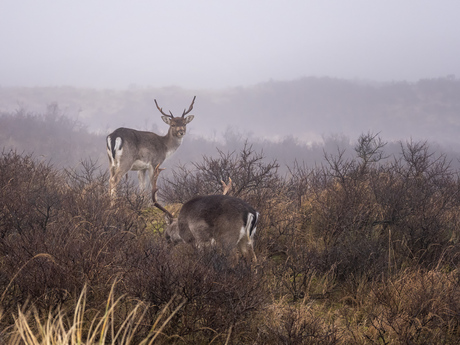 Mist Alert